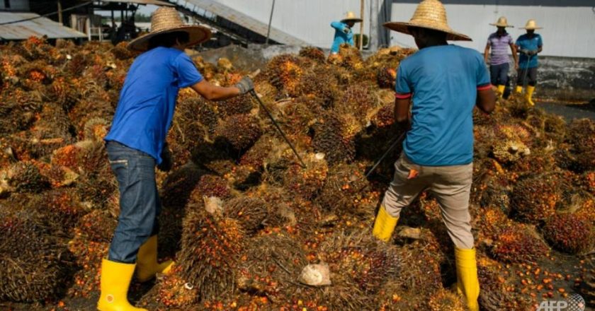 Malaysia palm plantations urge government to let foreign workers return