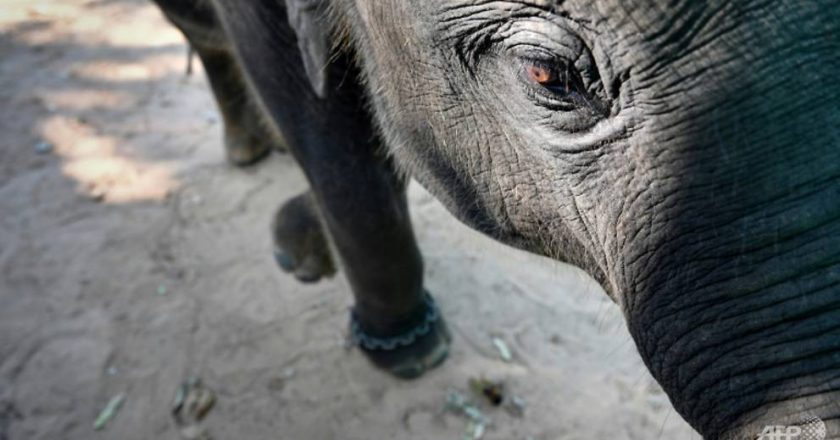 Video shows abusive taming of baby elephant for Thai tourism