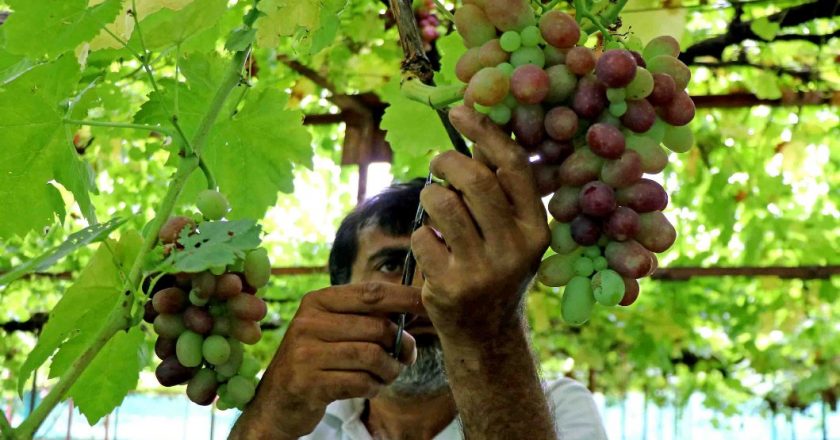 J&K: Better infrastructure under Central govt scheme boosts grape production in Ganderbal