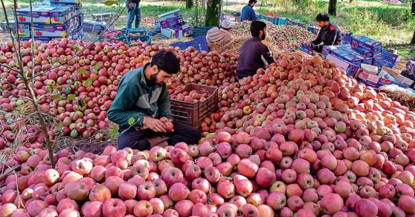 J&K Lt Governor seeks Centre’s intervention in apple sale