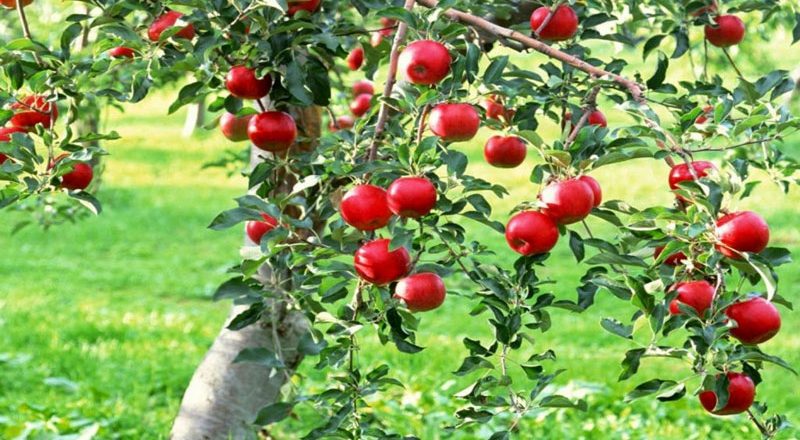 Prime Minister’s Development Package helping progressive apple growers in J&K