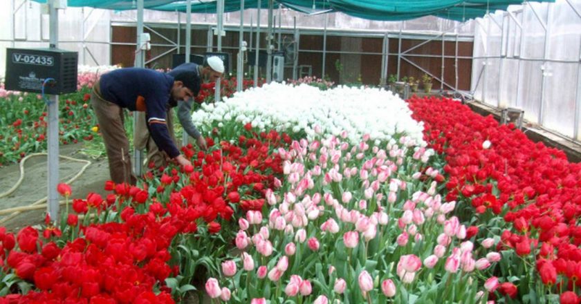Asia’s largest tulip garden in Srinagar gets high-tech cold storage facility