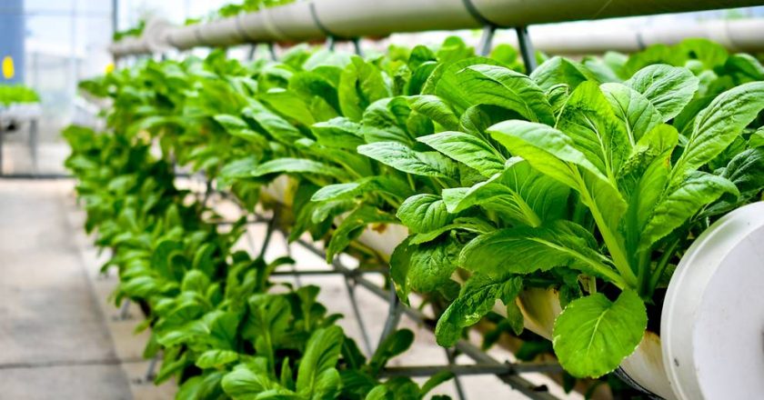 New company by Temasek, Bayer to develop vegetable seed varieties for vertical farming