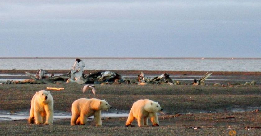 Trump administration finalizes oil drilling plan in Alaska wildlife refuge