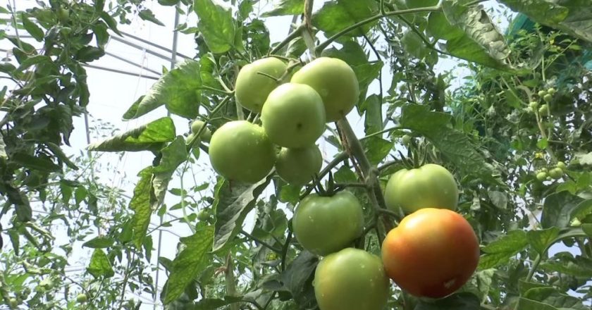Kashmir University scientists develop hybrid tomato that grow in winter