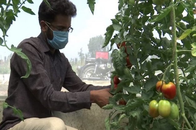 Imported seed varieties to soar tomato production in India’s Kashmir