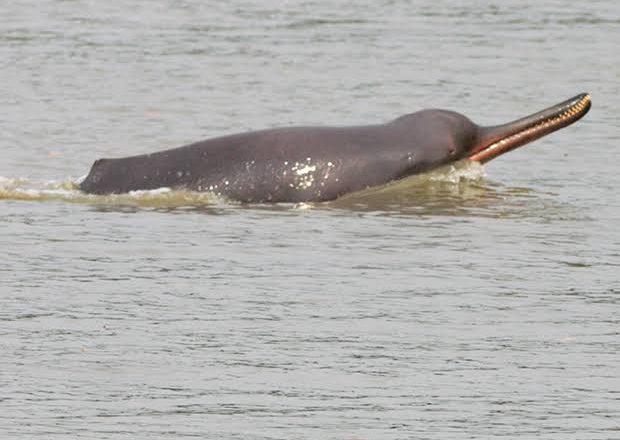 India, Bangladesh, Nepal, Myanmar join hands to enhance conservation of river dolphins