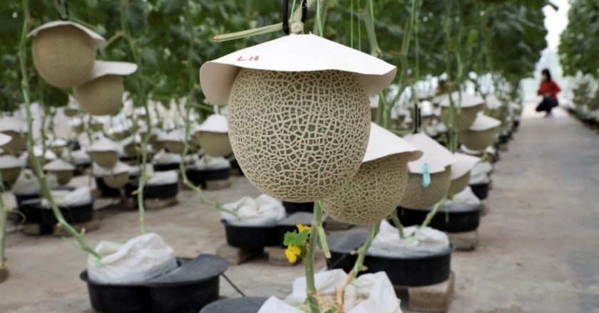 Malaysian company aims high with cultivation of Japanese muskmelons