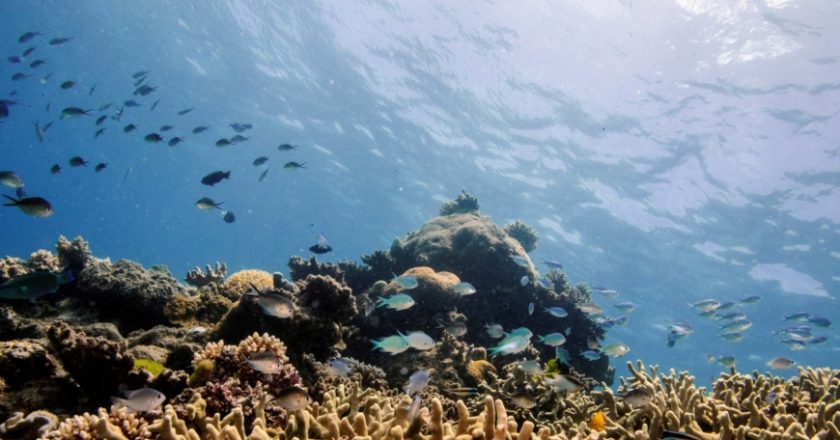 Climate change is coming for the Great Barrier Reef