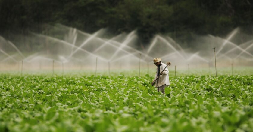 A Thai start-up is working on a Covid vaccine — using tobacco leaves