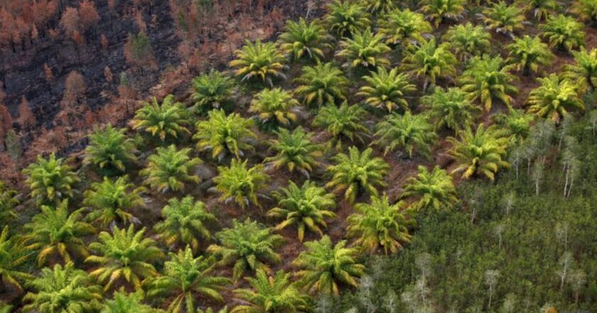 Indonesia government drafting plan to limit palm oil exports – GAPKI