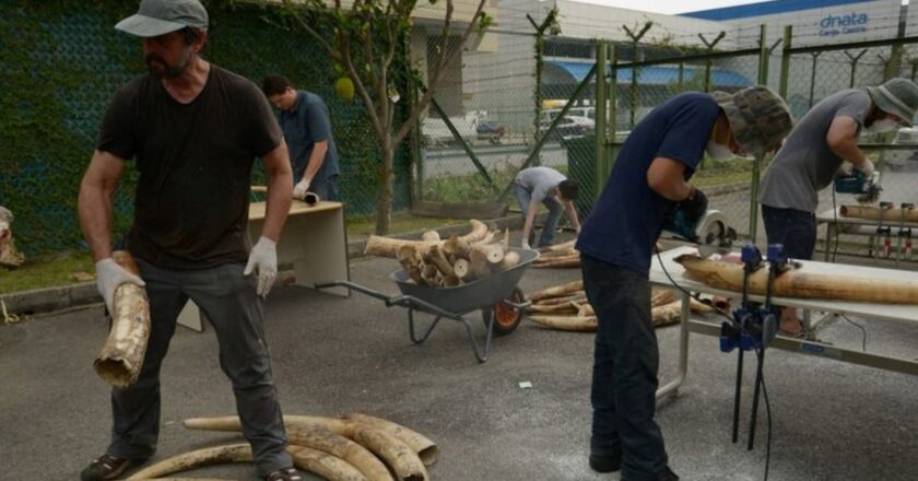 Elephant tusk DNA sleuthing reveals ivory trafficking networks