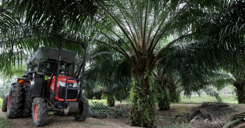 Demand destruction to cool world vegoil prices in 2nd half – analysts