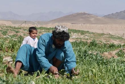 Kandahar farmers expecting good Poppy cultivation this season
