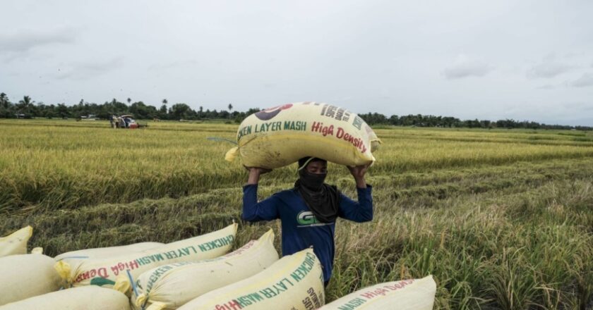 Rising fertilizer costs are catching up to rice farmers, threatening supplies