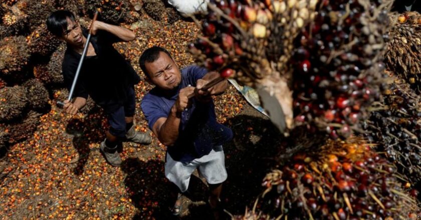 Recriminations fly as Indonesia resumes palm oil exports