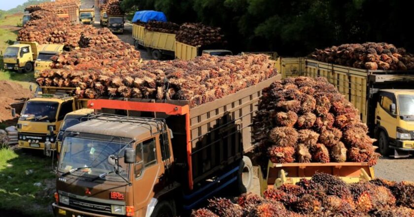 Indonesia issues domestic sales rules for palm oil companies, plans industry audit