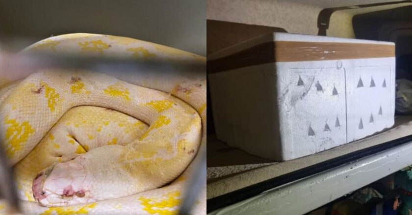 Driver fined, 2 reticulated pythons euthanised after illegal smuggling