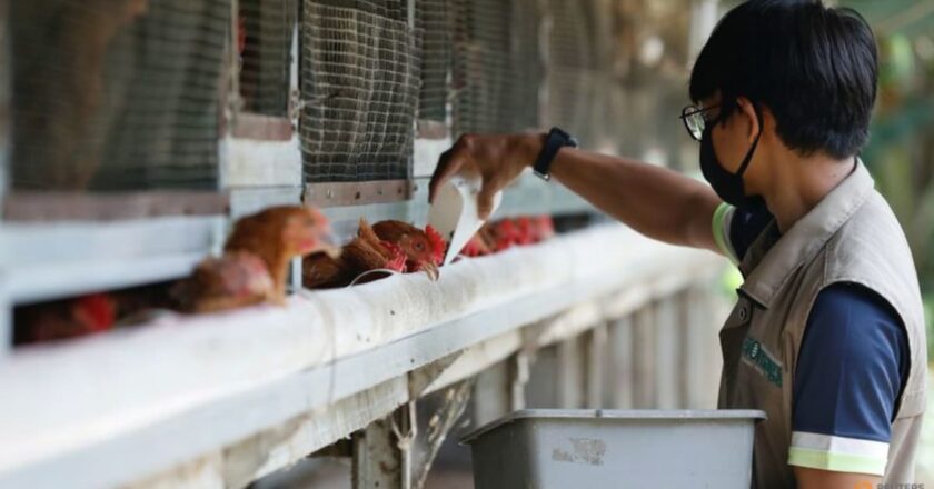Indonesia to export chickens to Singapore ‘really soon’: Agriculture ministry