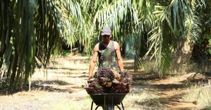 Palm prices seen falling 23% in 2023 as output rises, but Indonesia to keep supply tight