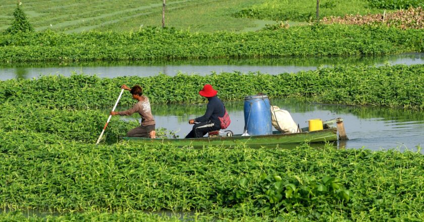 Hit by climate change, farmers in Cambodia are risking everything on microfinance loans